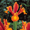 Holländische Schwertlilie Bronze Perfection (x10) - Iris hollandica bronze perfection - Blumenzwiebeln