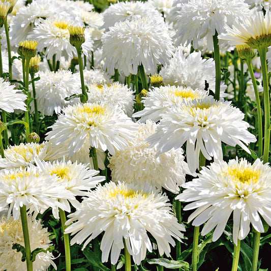 Margeriten Fiona Goghill (x3) - Leucanthemum fiona goghill - Sträucher und Stauden