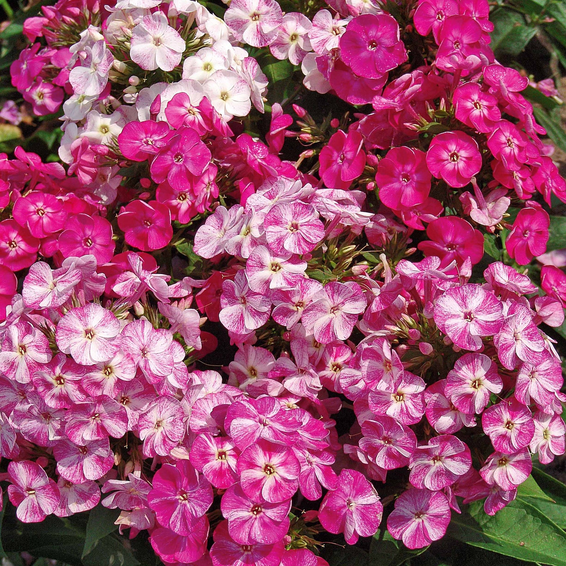 Hohe Flammenblume Potpourri (x3) - Phlox paniculata pot pourri - Gartenpflanzen