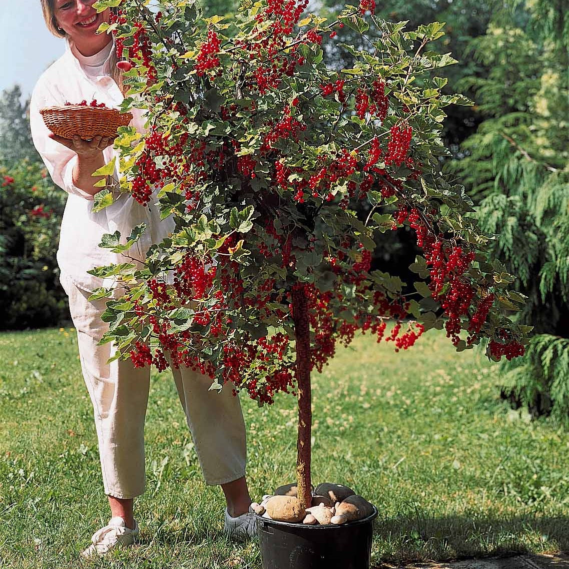 Rote Johannisbeere auf Stamm - Ribes rubrum - Obst