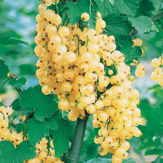 Weisse Johannisbeere auf Stamm - Ribes rubrum - Obst