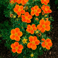 Fingerstrauch Hecke Orange/Gelb/Weiß (x3)