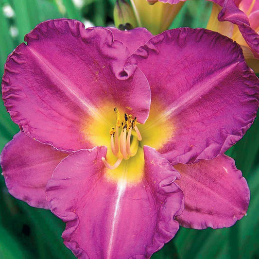 Taglie (x3) - Bakker