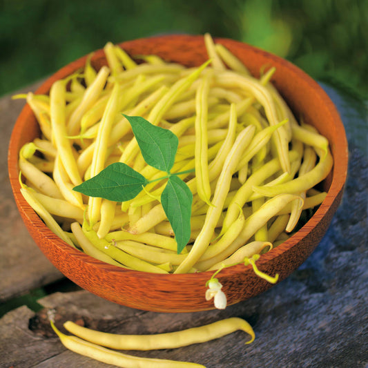 Buschbohne Fructidor - Bakker