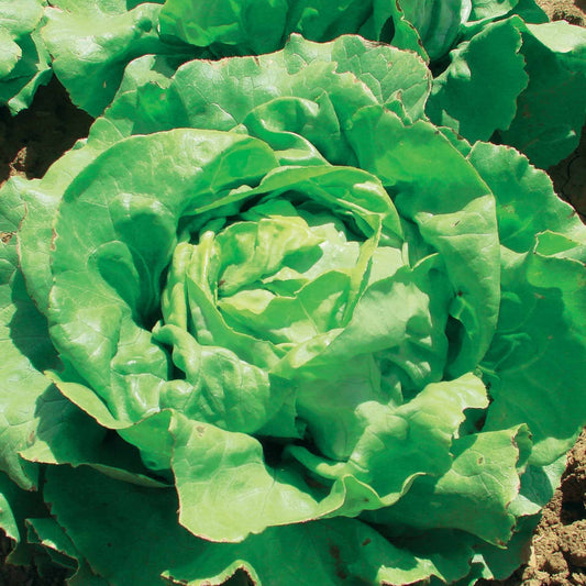 Kopfsalat Deliane - Lactuca sativa deliane - Gemüsegarten