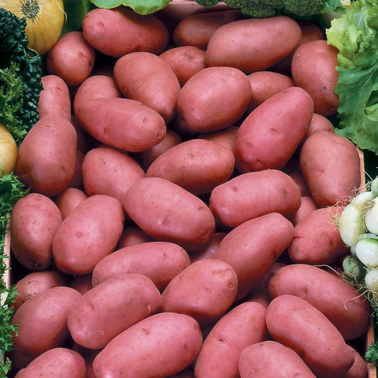 Kartoffel Rosabelle - Bakker