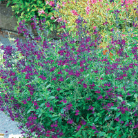 Salbei Violette de Loire ® - Salvia jamensis Violette de Loire ® Barsal - Stauden