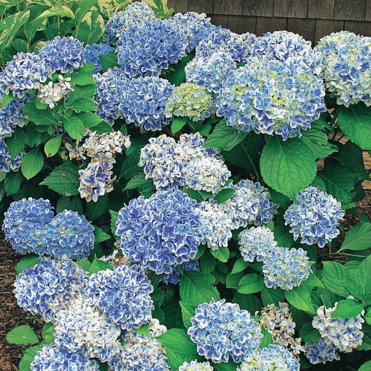 Hortensie Peppermint - Hydrangea macrophylla peppermint - Bakker