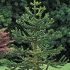 Affenbaum - Araucaria imbricata - Gartenpflanzen