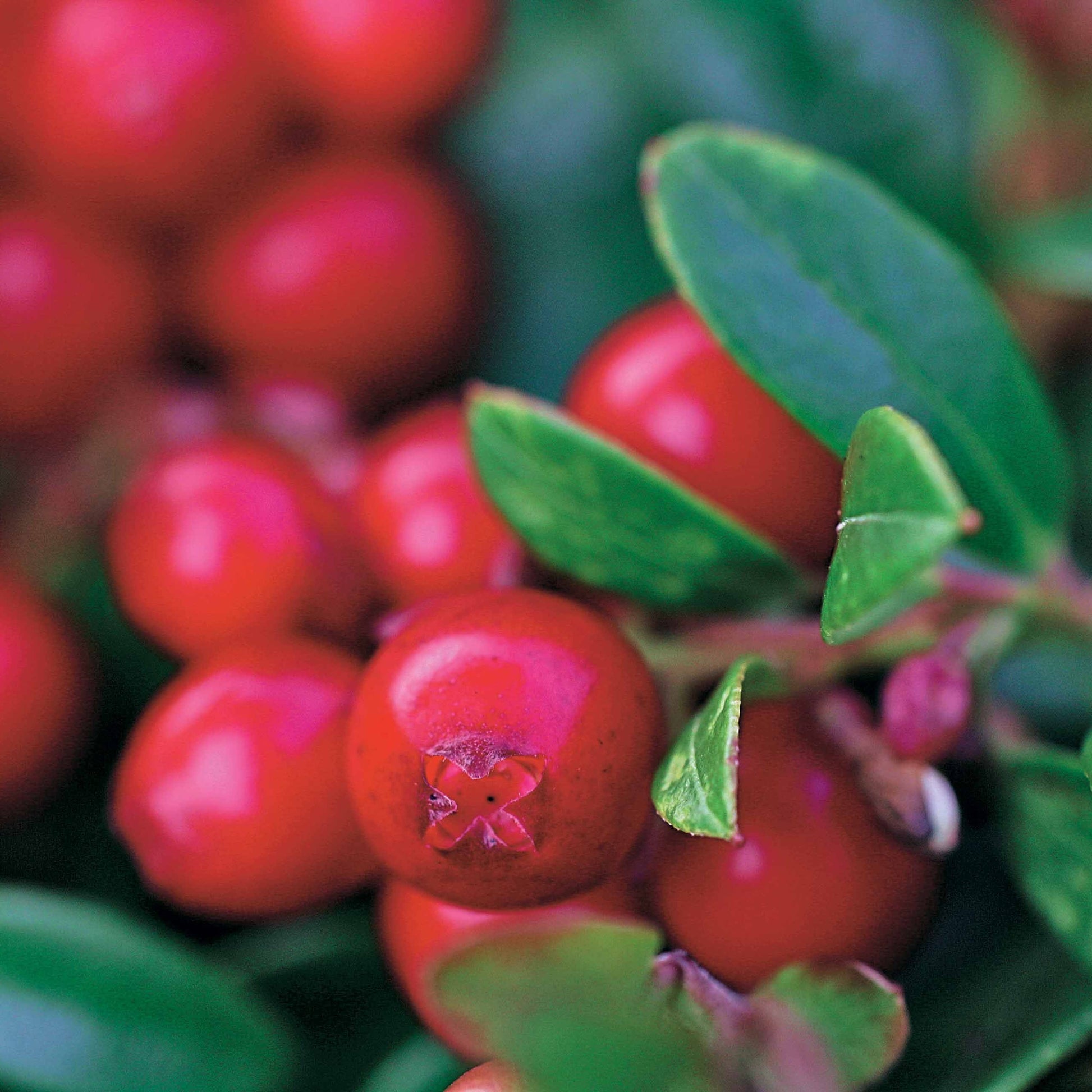 Preiselbeere Miss Cherry ® - Vaccinium vitis idaea miss cherry ® (meliro) - Obst