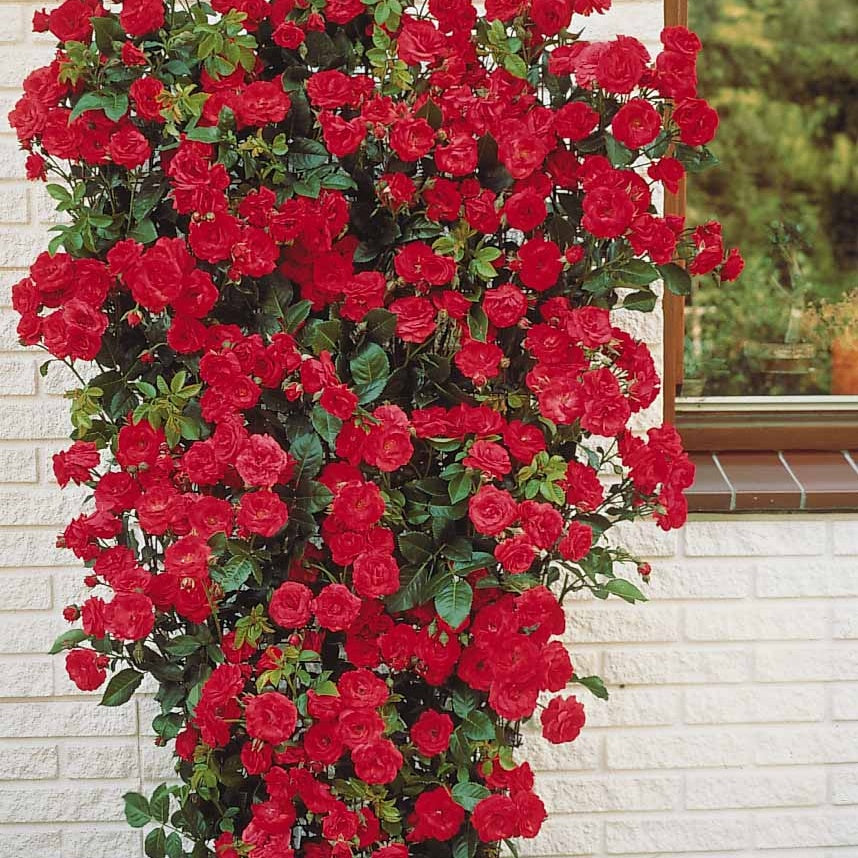 Rote Kletterrose - Rosa - Pflanzensorten