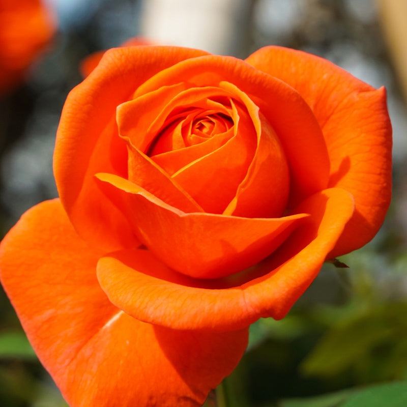 Strauchrose orange - Rosa