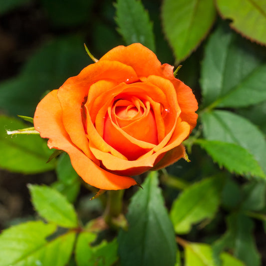 Strauchrose orange - Rosa - Rosen