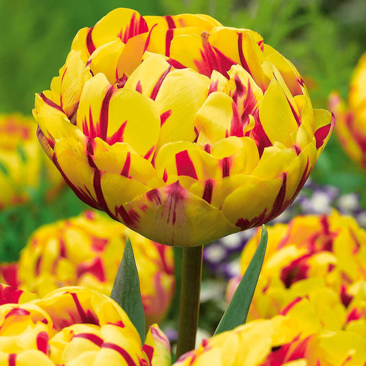 Pfingstrose Tulpe 'Golden Nizza' (x10) - Tulipa golden nizza - Blumenzwiebeln