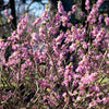 Seidelbast - Daphne mezereum rubra