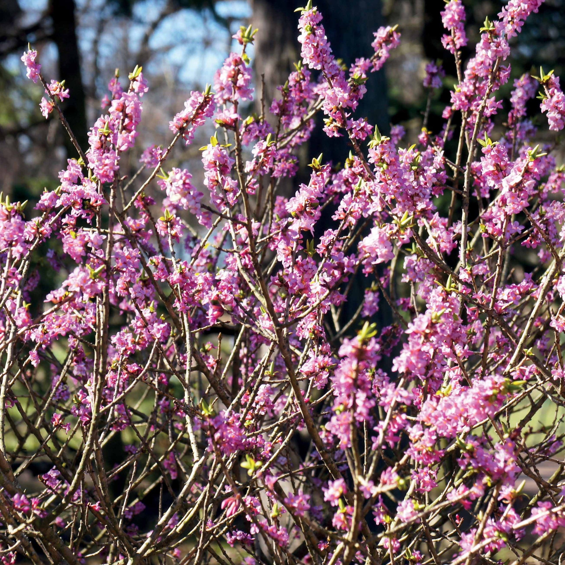 Seidelbast - Daphne mezereum rubra