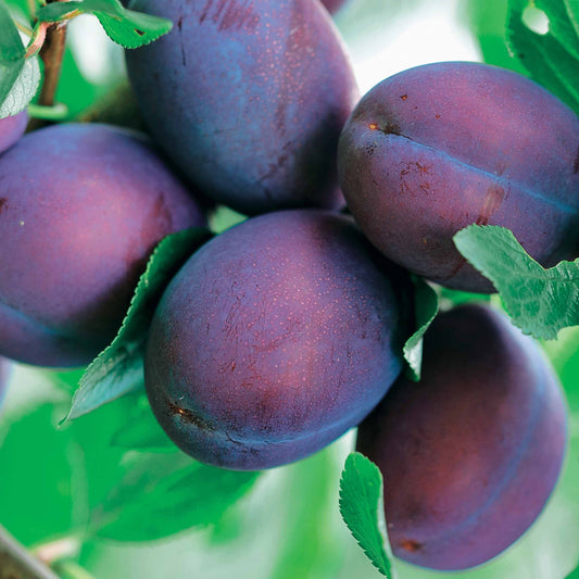 Pflaumenbaum Präsident - Bakker