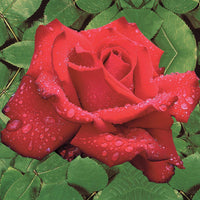 Strauchrose Grande Amore ® - Rosa Grande Amore ®