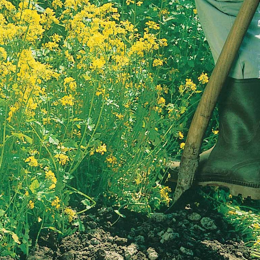 Weißer Senf - Bakker