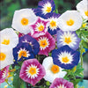 Dreifarbige Winde - Convolvulus tricolor - Gemüsegarten