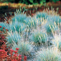 Festuca glauca Elijah Blue - Blau-Schwingel 'Elijah Blue' - Schwingel  