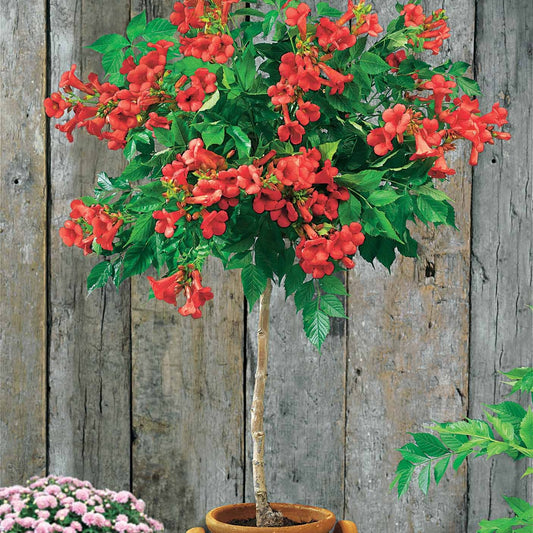 Japanische Kamelie auf Stamm - Bakker