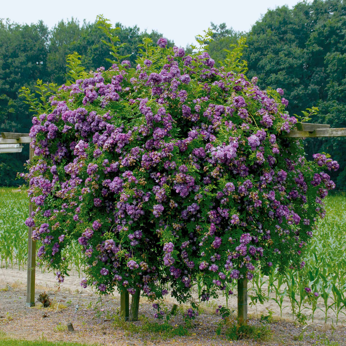 Hochstammrose ‘Veilchenblau’ - Rosa veilchenblau - Bakker