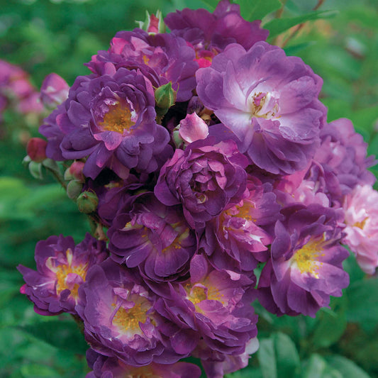 Stammrose Blue Violet - Bakker