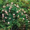 Stammrose New Dawn - Rosa wichuraiana New Dawn - Pflanzensorten