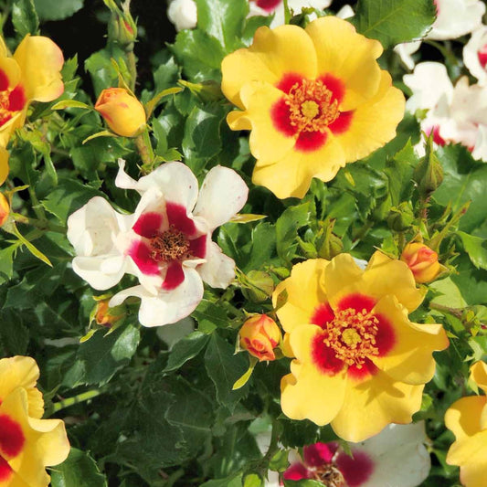 Rose Babylon Eyes ® Cream Interbablitlig VOC - Bakker