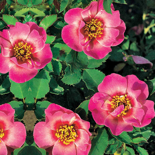 Rose Babylon Eyes ® Queen Interybabeucq COV - Bakker