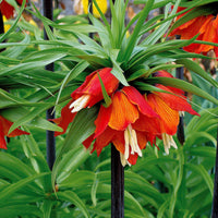 Kaiserkrone Rubra - Fritillaria imperialis rubra - Blumenzwiebeln