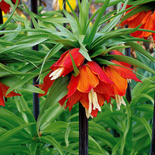 Kaiserkrone Rubra - Bakker