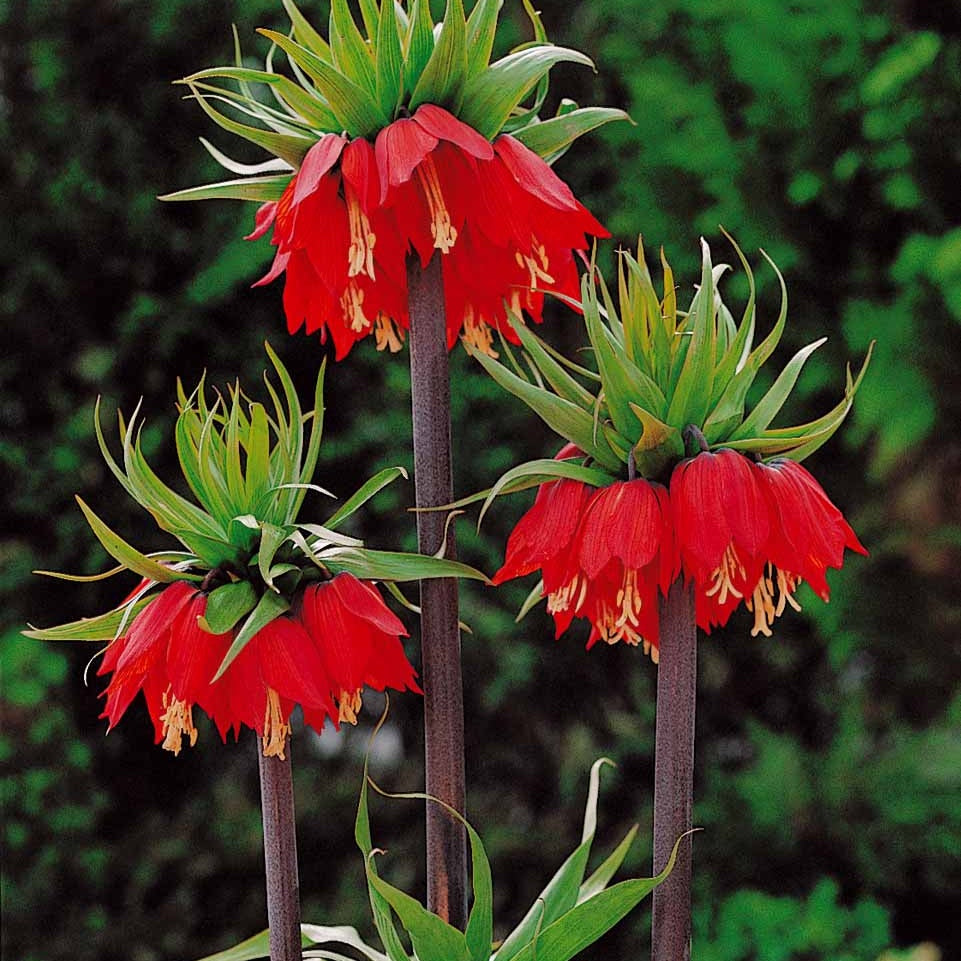 Kaiserkrone Rubra - Fritillaria imperialis rubra - Blumenzwiebeln Frühlingsblüher