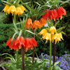 Kaiserkrone Rubra - Fritillaria imperialis rubra