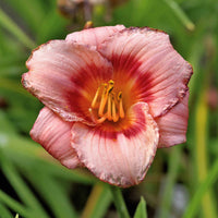 Taglie (x2) - Hemerocallis wineberry candy klein - Gartenpflanzen