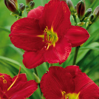 Taglie (x2) - Hemerocallis james marsh - Gartenpflanzen