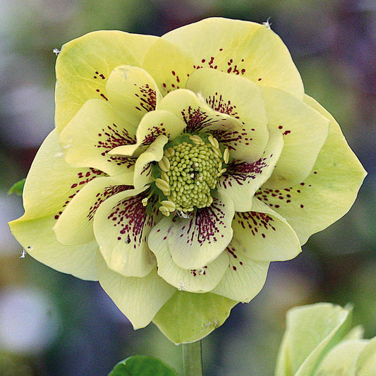 Orientalische Christrose cremefarben (x2) - Helleborus orientalis double yellow spotted - Terrasse balkon