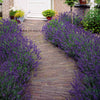 Lavendel 'Munstead' - Lavandula angustifolia hidcote blue - Pflanzensorten