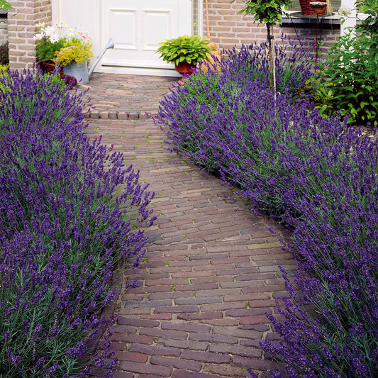 Lavendel 'Munstead' - Bakker