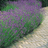 Lavendel 'Munstead' - Lavandula angustifolia hidcote blue