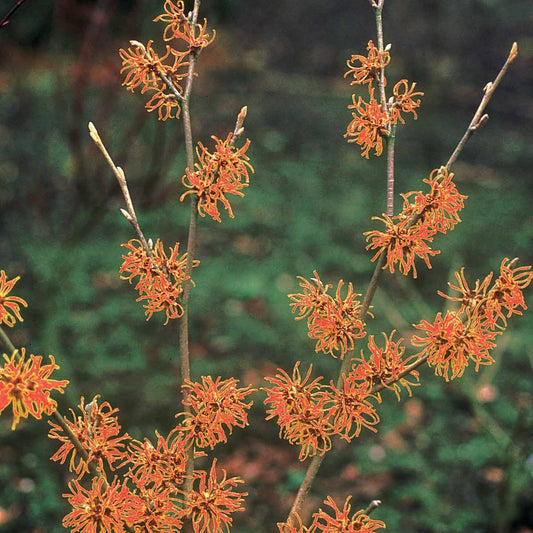Zaubernuss - Hamamelis x intermedia aphrodite - Gartenpflanzen