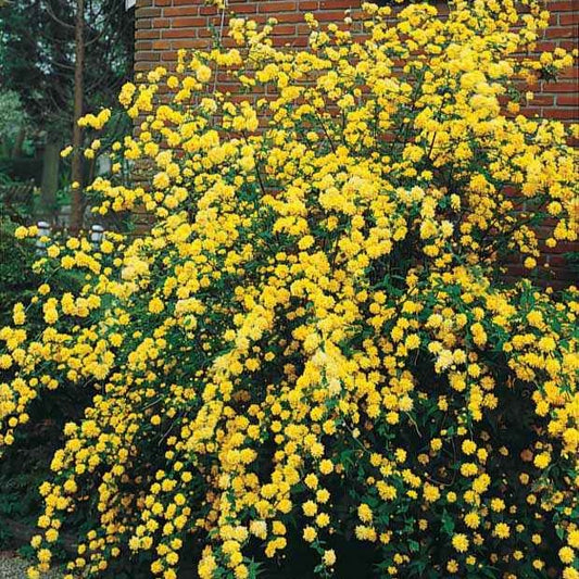 Gefüllter Ranunkelstrauch Pleniflora - Kerria japonica pleniflora - Gartenpflanzen