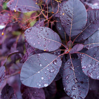 Perückenstrauch Royal Purple - Cotinus coggygria royal purple