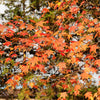 Amerikanische Amberbaum - Liquidambar styraciflua