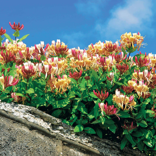 Waldgeißblatt Serotina - Bakker