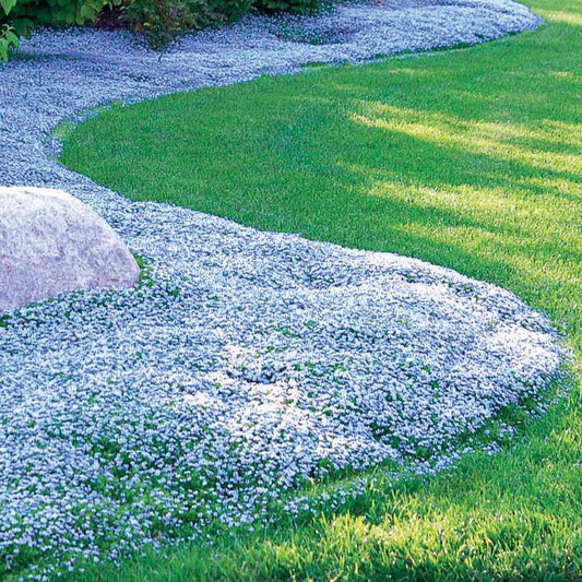 Blauer Bubikopf (x3) - Bakker