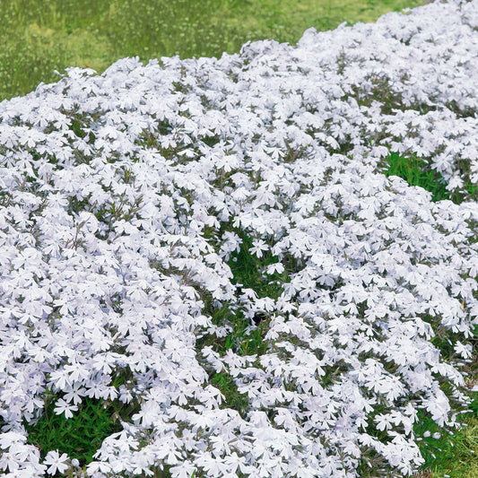Flammenblume weiß (x3) - Phlox subulata alba - Gartenpflanzen