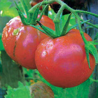 Tomate Rose de Berne - Solanum lycopersicum rose de berne - Gemüsegarten