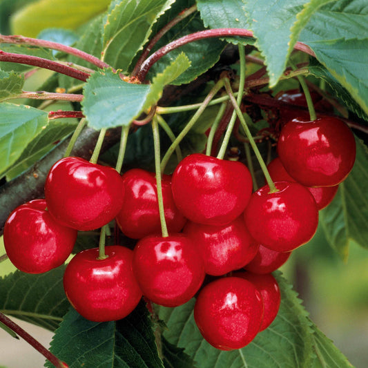 Kirsche Burlat - Bakker